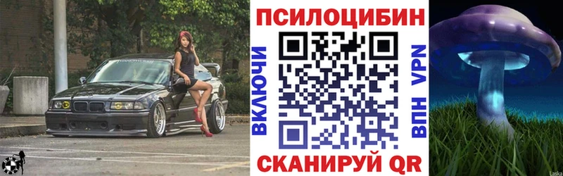 Псилоцибиновые грибы Psilocybe  Динская 